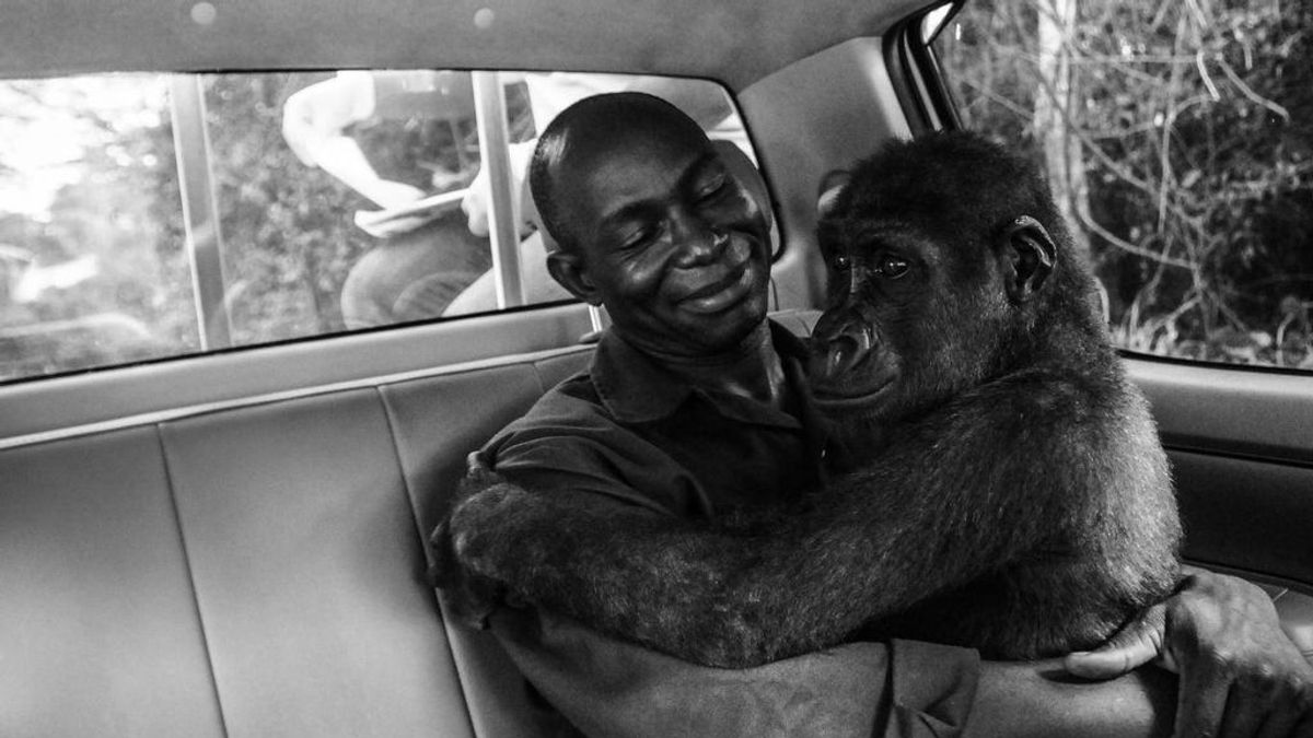 La historia de la gorila Pikin es elegida mejor foto de naturaleza del año según el público