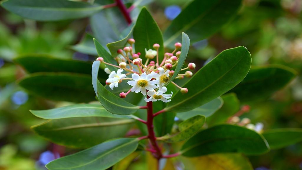 Catuaba, afrodisiaco natural