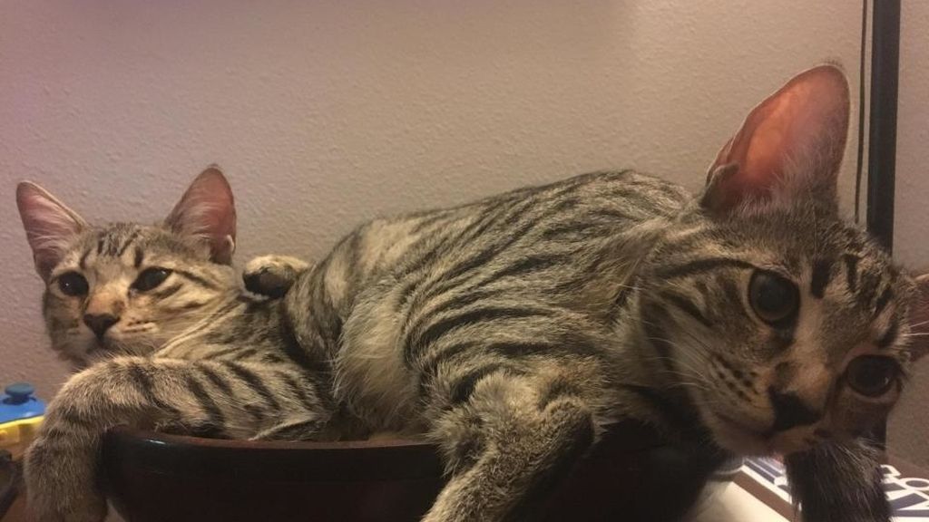 ¡Mira dos veces!: divertidas ilusiones ópticas