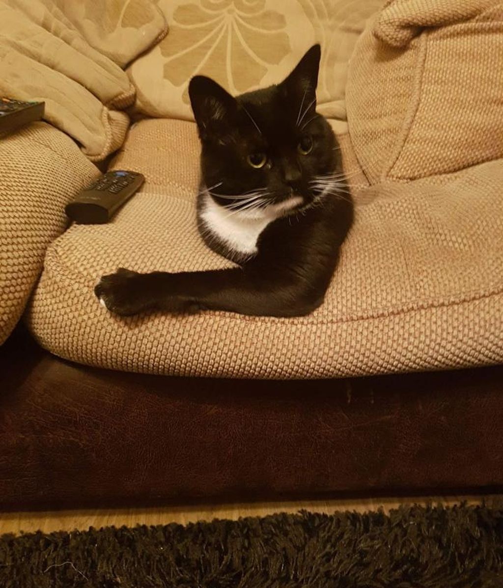 ¡Mira dos veces!: divertidas ilusiones ópticas