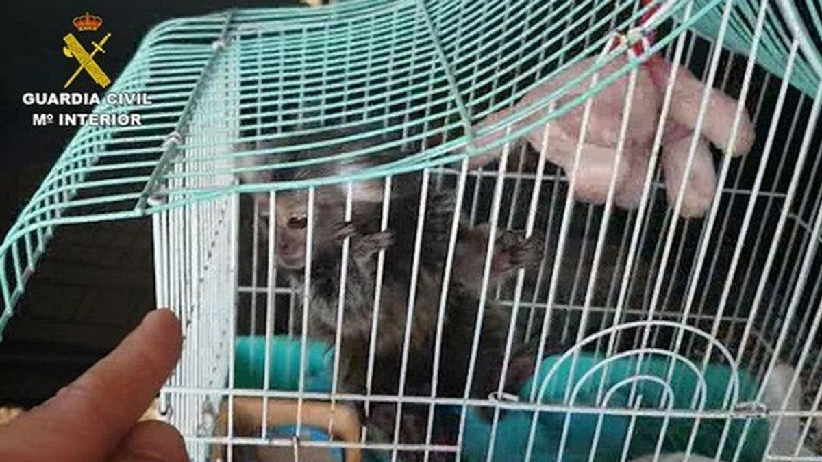 La Guardia Civil investiga a once personas por la venta ilegal de primates sin control sanitario