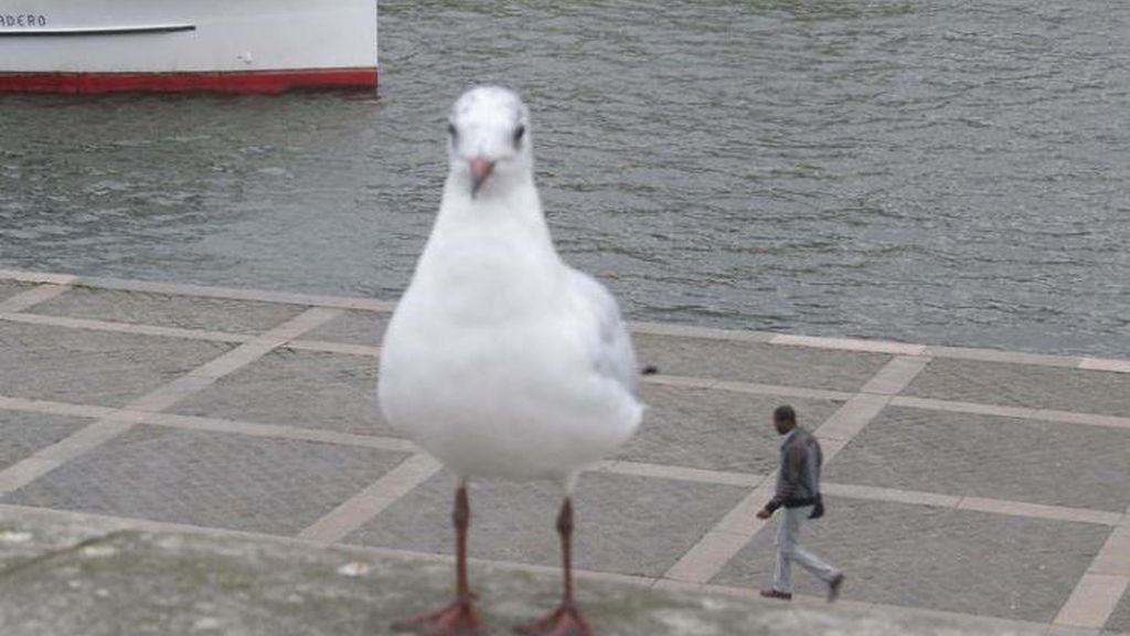 ¡Mira dos veces!: divertidas ilusiones ópticas