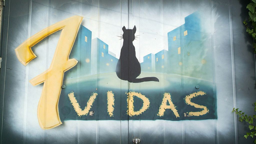 7 vidas