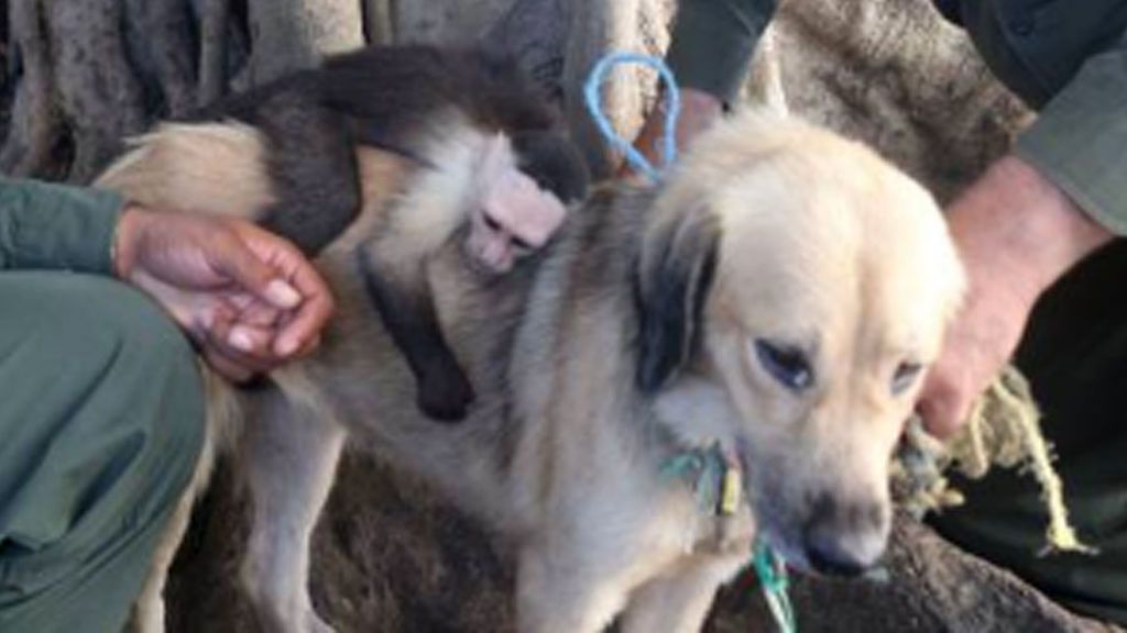 Amor de madre:  Una perra adopta a un mono huérfano