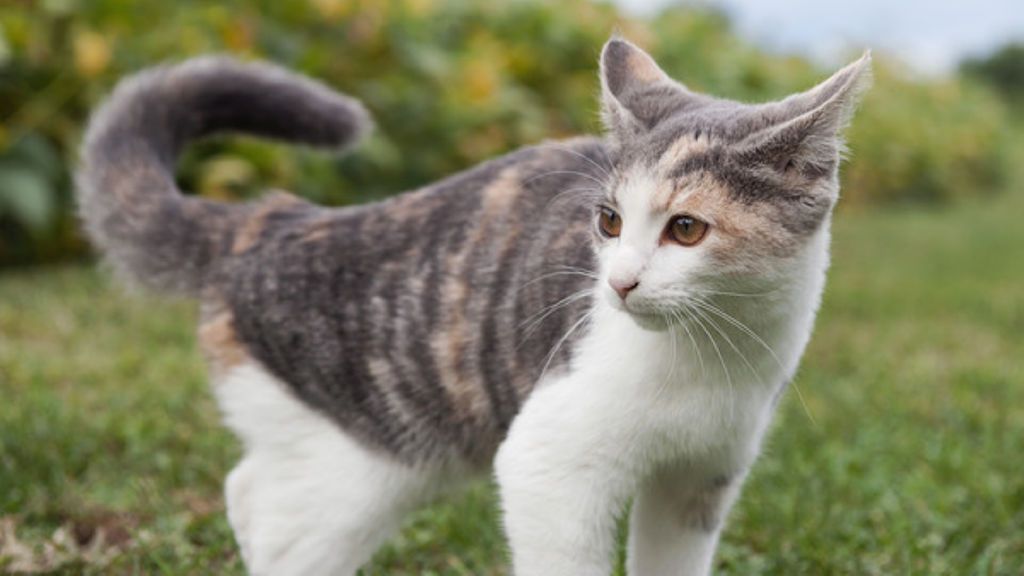 Los nueve mejores vídeos de gatos para celebrar el #DíaInternacionalDelGato Los nueve mejores vídeos de gatos para celebrar el #DíaInternacionalDelGato