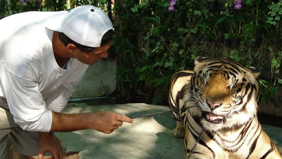 Los secretos de los tigres que viven en libertad