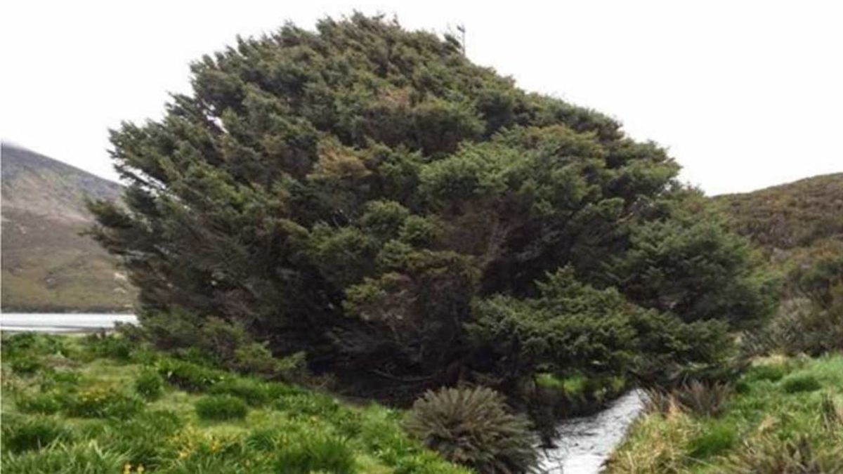 'El árbol más solitario del mundo' tiene las pruebas de la nueva era