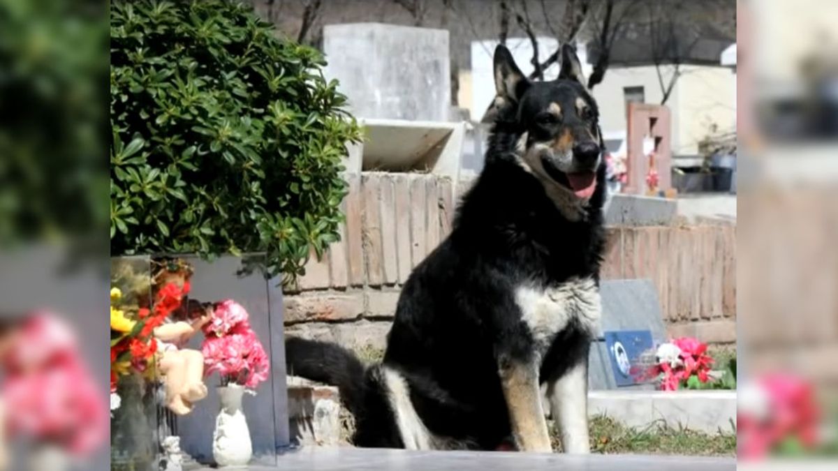 Muere ‘Capitán’, el perro que desde 2007 visitaba a diario la tumba de su dueño
