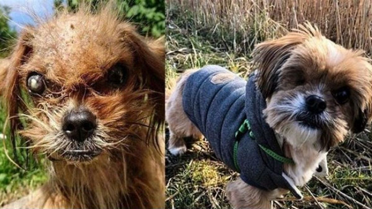 Un perro callejero recupera su belleza tras ser rescatado