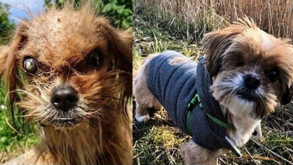 Un perro callejero recupera su belleza tras ser rescatado