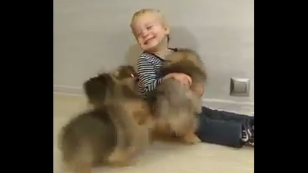 La complicidad y la diversión de un niño con cuatro cachorros pomerania