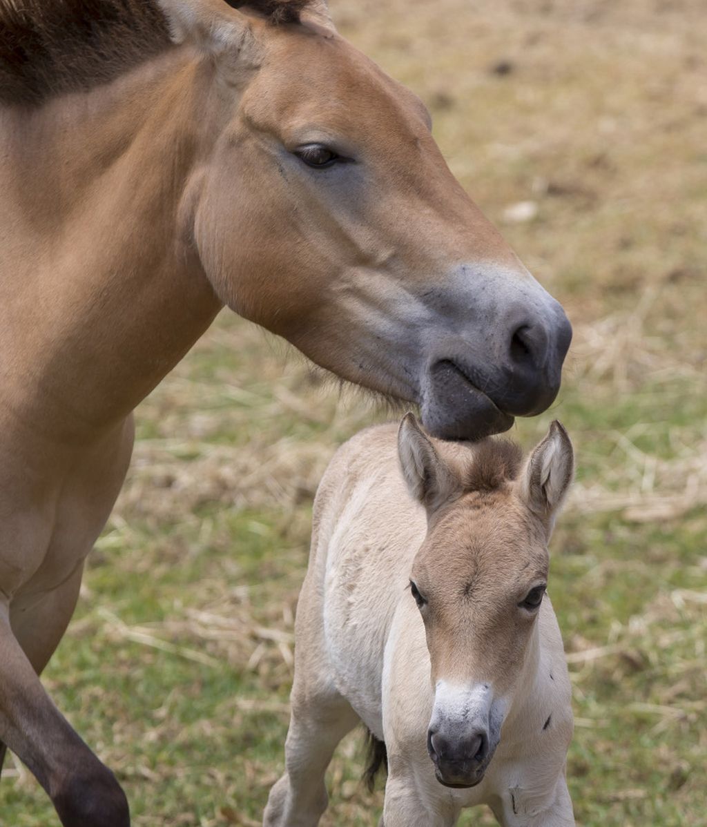 ‘Dash’, un precioso caballo salvaje 'takhi' recién nacido