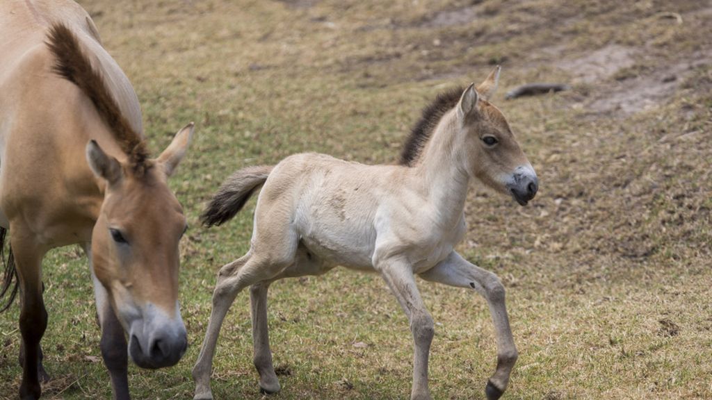 ‘Dash’, un precioso caballo salvaje 'takhi' recién nacido