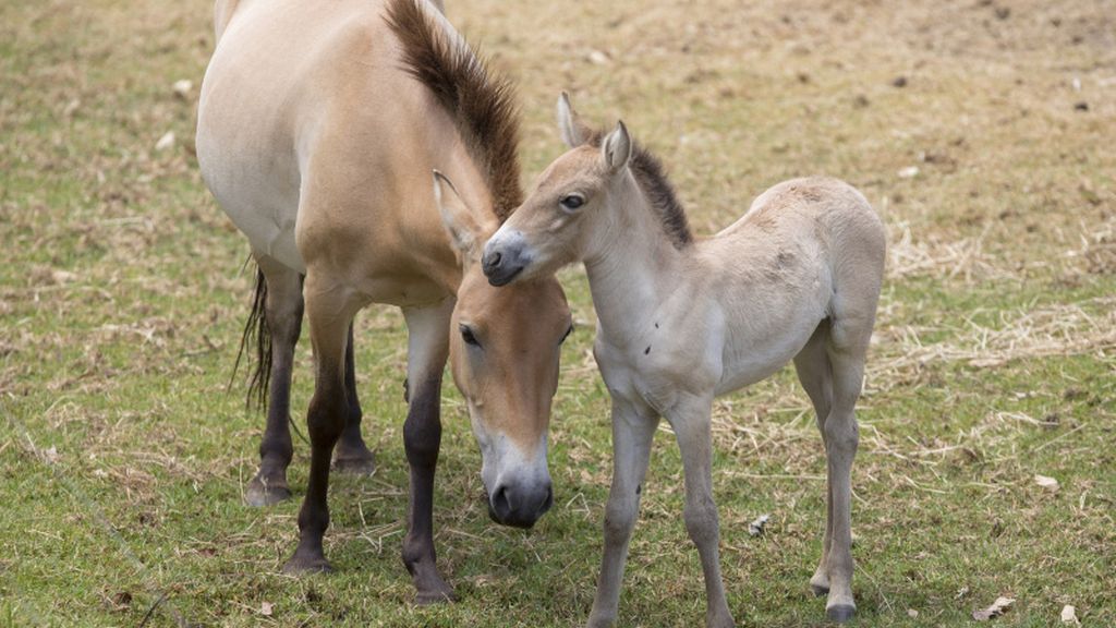 ‘Dash’, un precioso caballo salvaje 'takhi' recién nacido