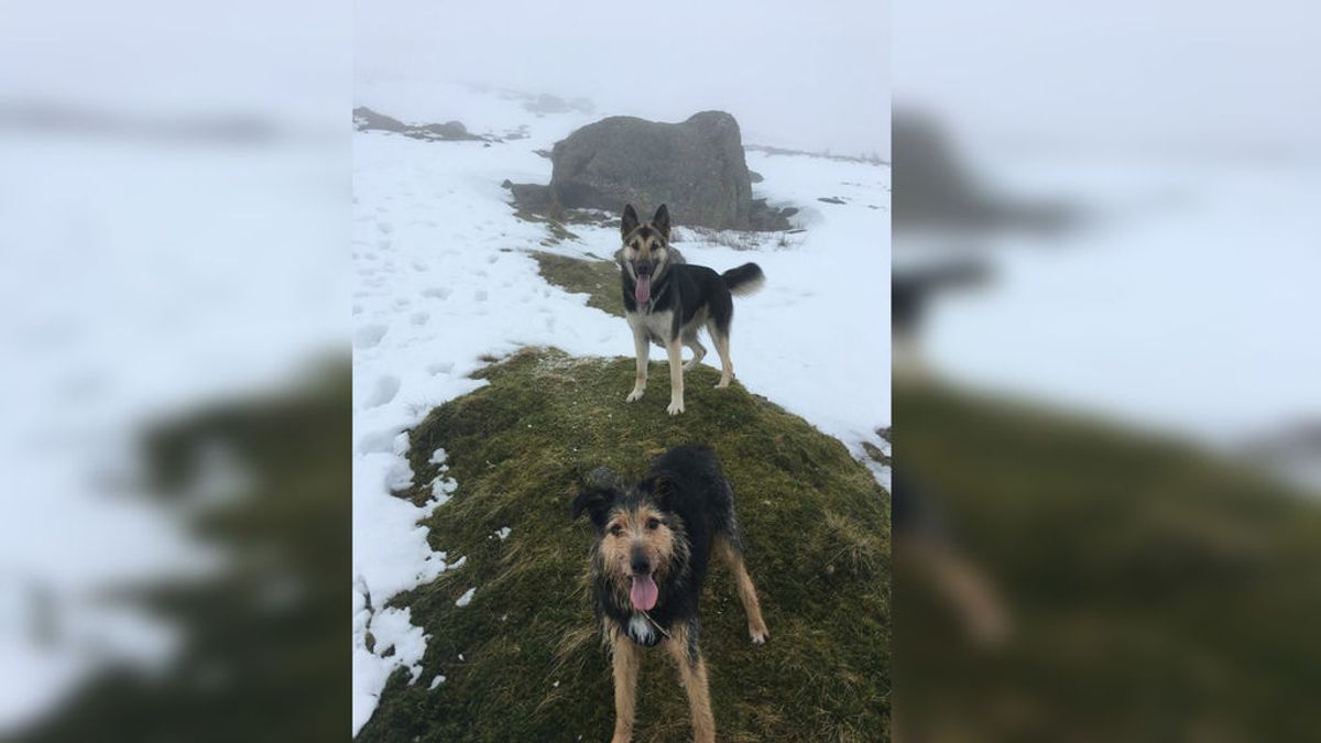 Escala el tercer pico más alto de Inglaterra para rescatar a unos perros desconocidos