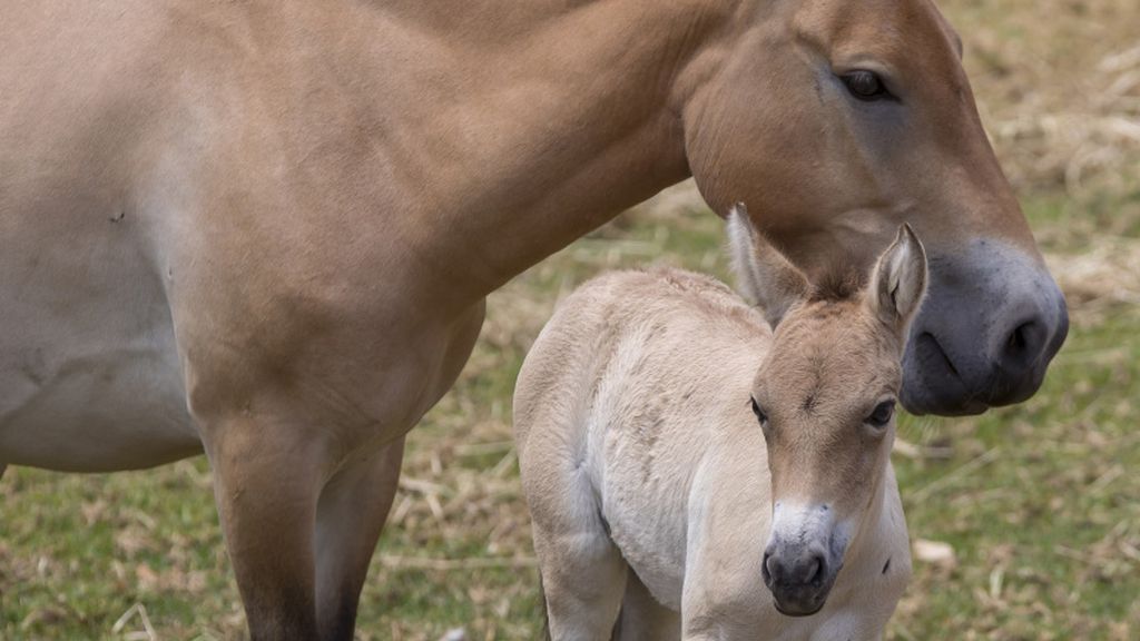 ‘Dash’, un precioso caballo salvaje 'takhi' recién nacido