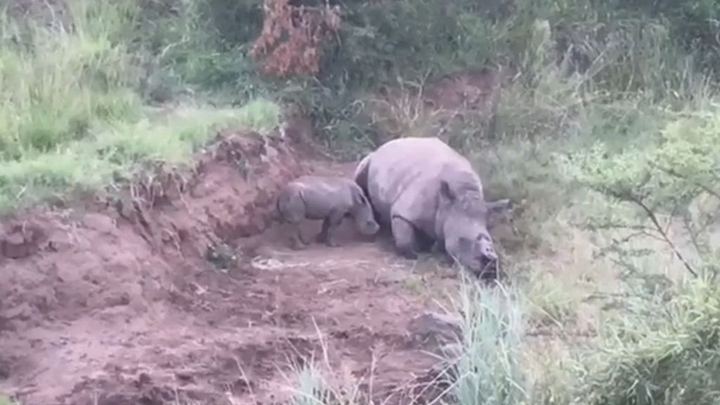 El triste empeño de una cría de rinoceronte intentando amamantarse de su madre muerta