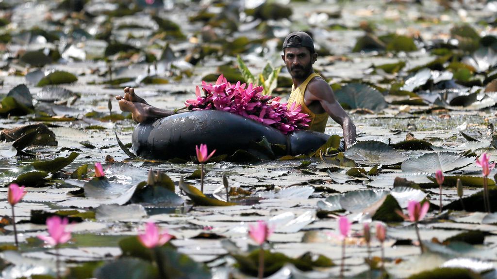 Un hombre recoge flores de loto en un estanque situado en Colombo, Sri Lanka