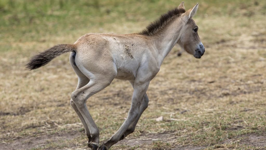 ‘Dash’, un precioso caballo salvaje 'takhi' recién nacido