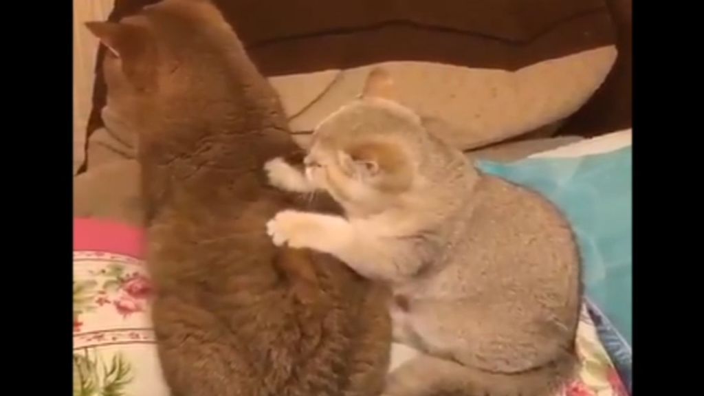 El intenso masaje de un gato enamorado