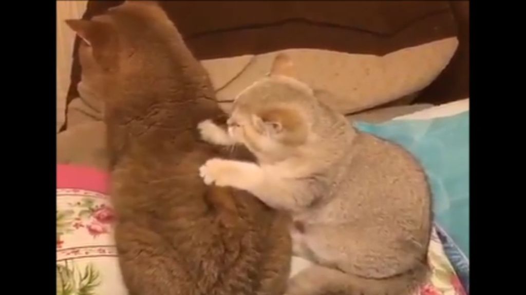 El intenso masaje de un gato enamorado