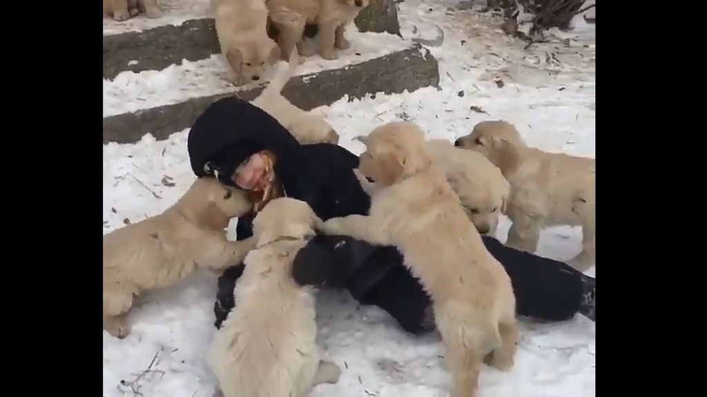 El derroche de besos y abrazos de varios cachorros de labrador con un niño