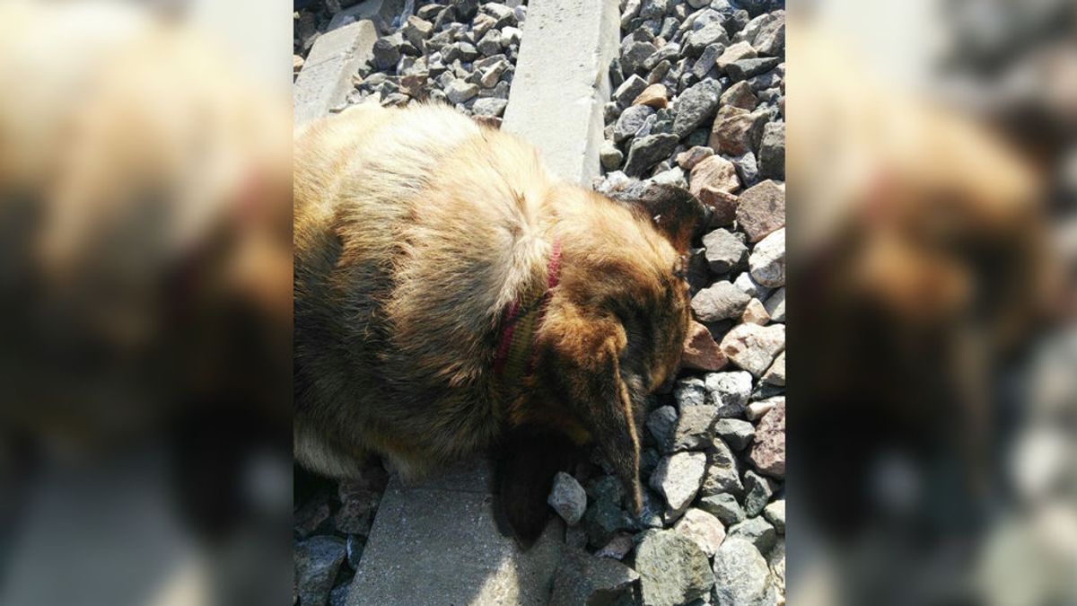 Aparecen 20 perros muertos atados a las vías del tren en varias zonas de Sevilla