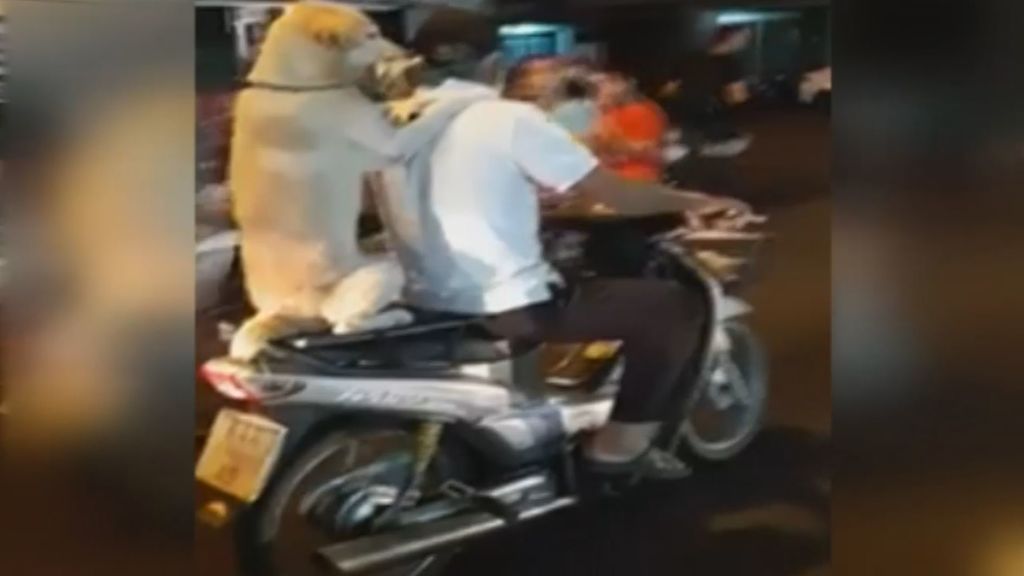 El paseo en moto de un perro en Tailandia que arrasa en la Red