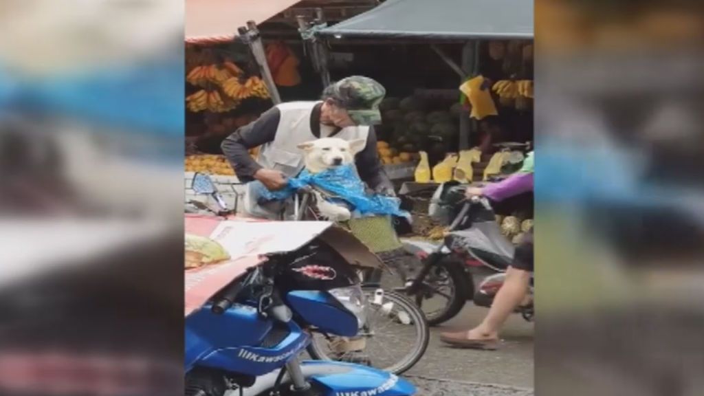 Sombrero y chubasquero... ¡El perro más preparado para la lluvia!