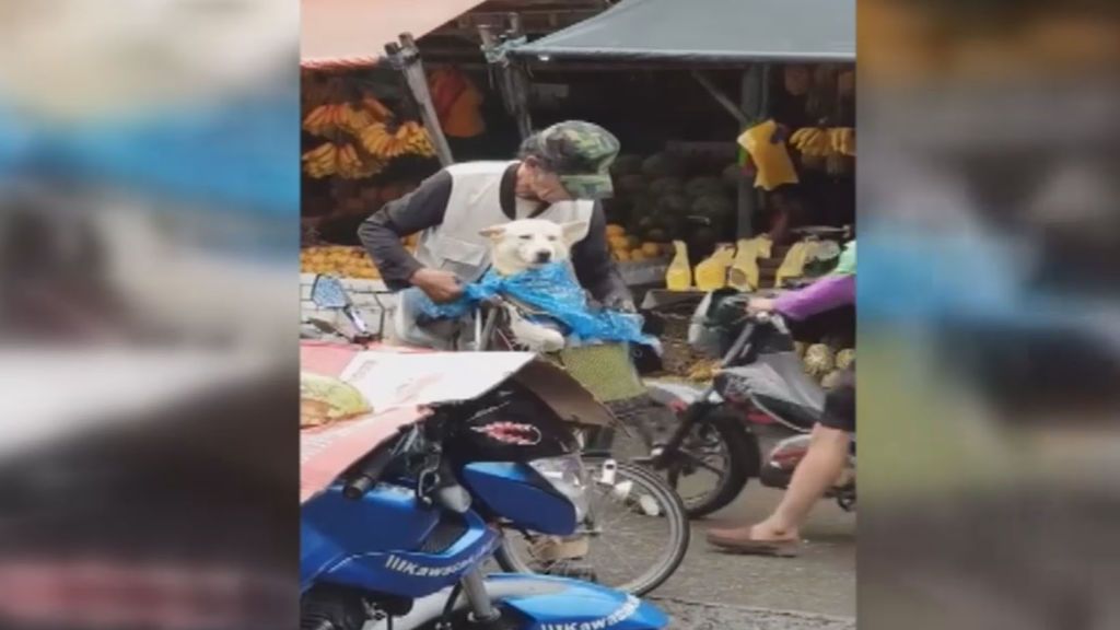 Sombrero y chubasquero... ¡El perro más preparado para la lluvia!