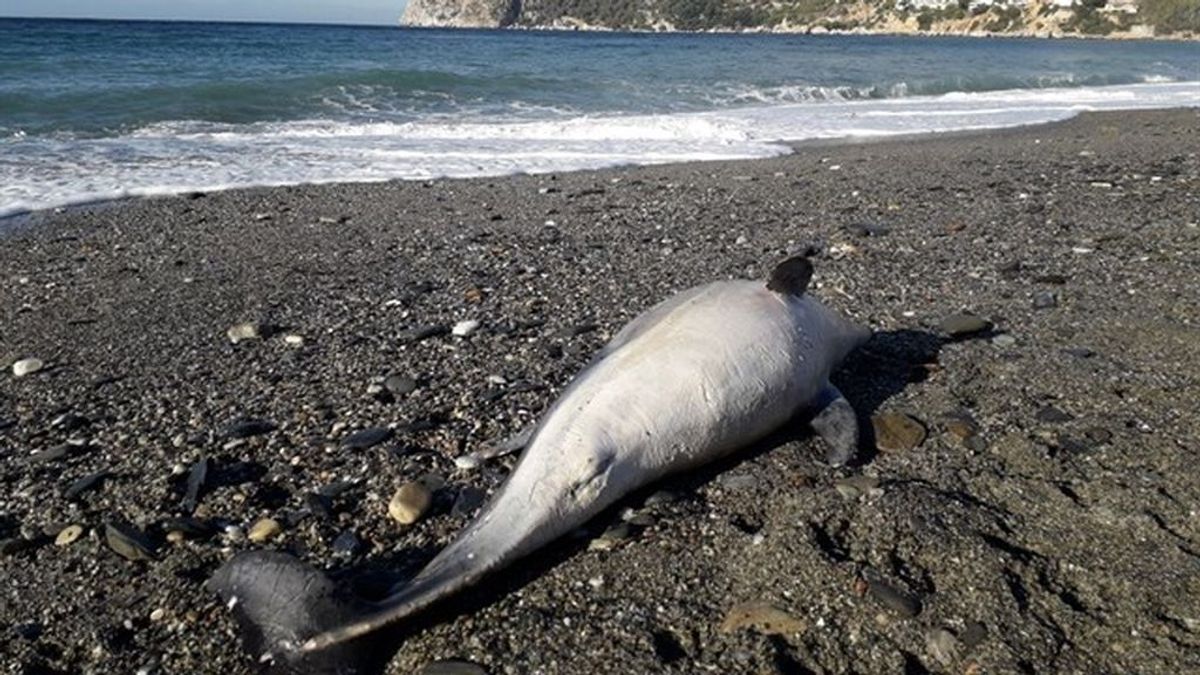Hallado un delfín muerto en una playa de Almuñécar (Granada)