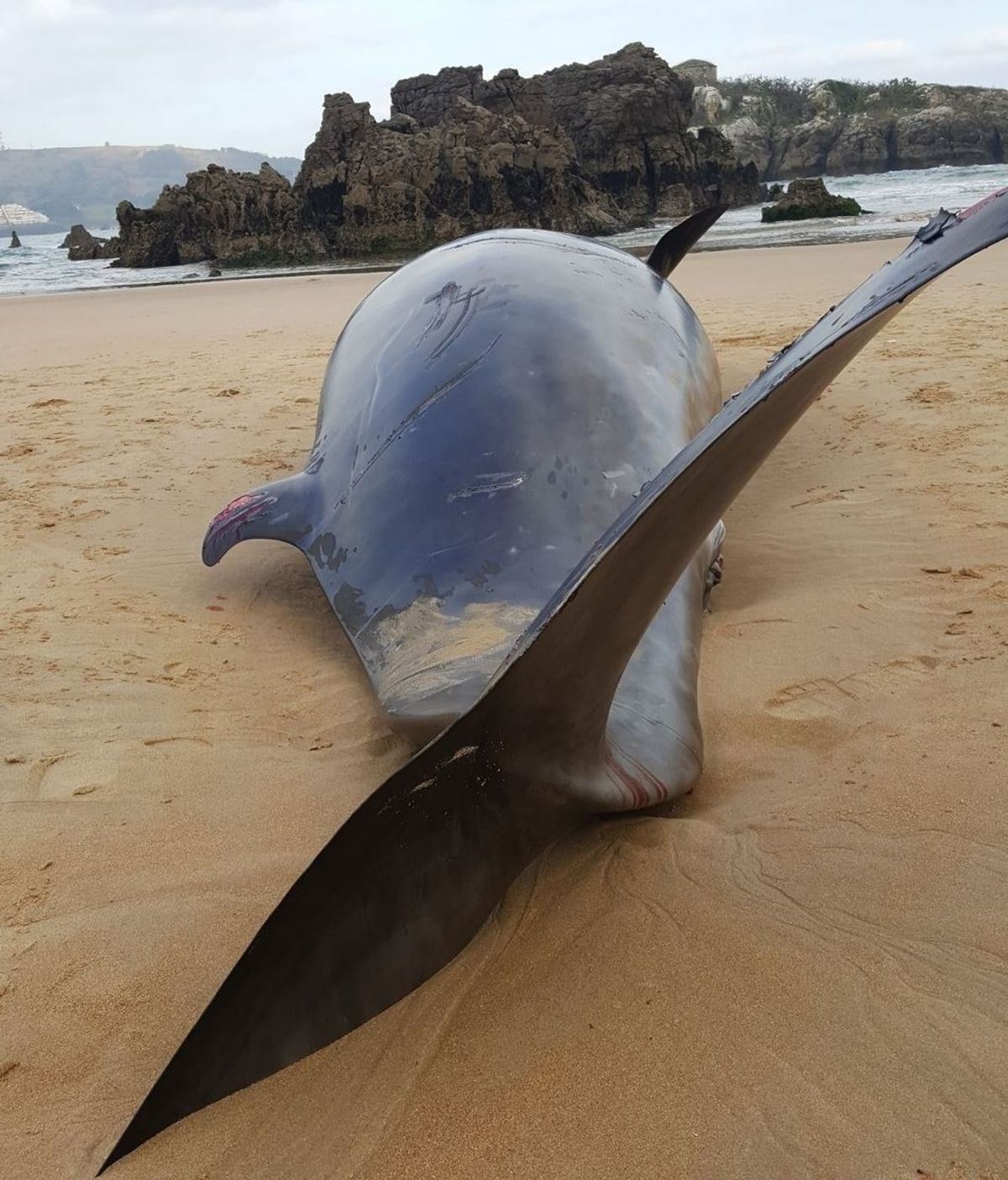 Aparece muerto un zifio de más de cinco metros en una playa de Cantabria