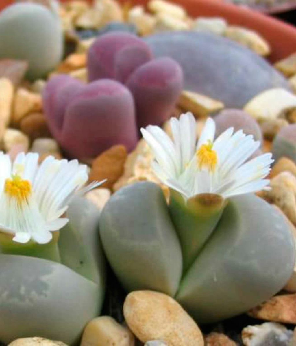 Lithops