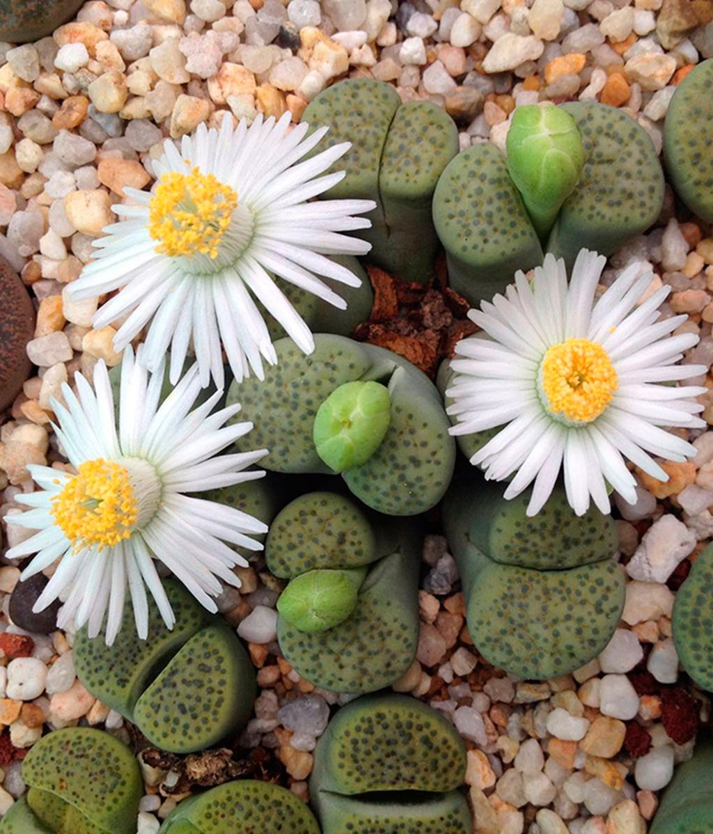 Lithops