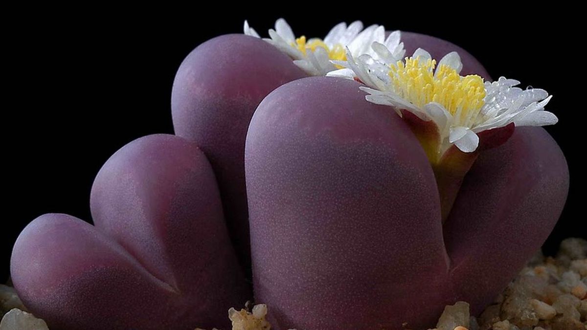 Lithops, la extraña planta que evoluciona a piedra