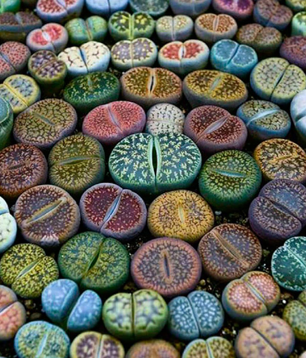 LITHOPS