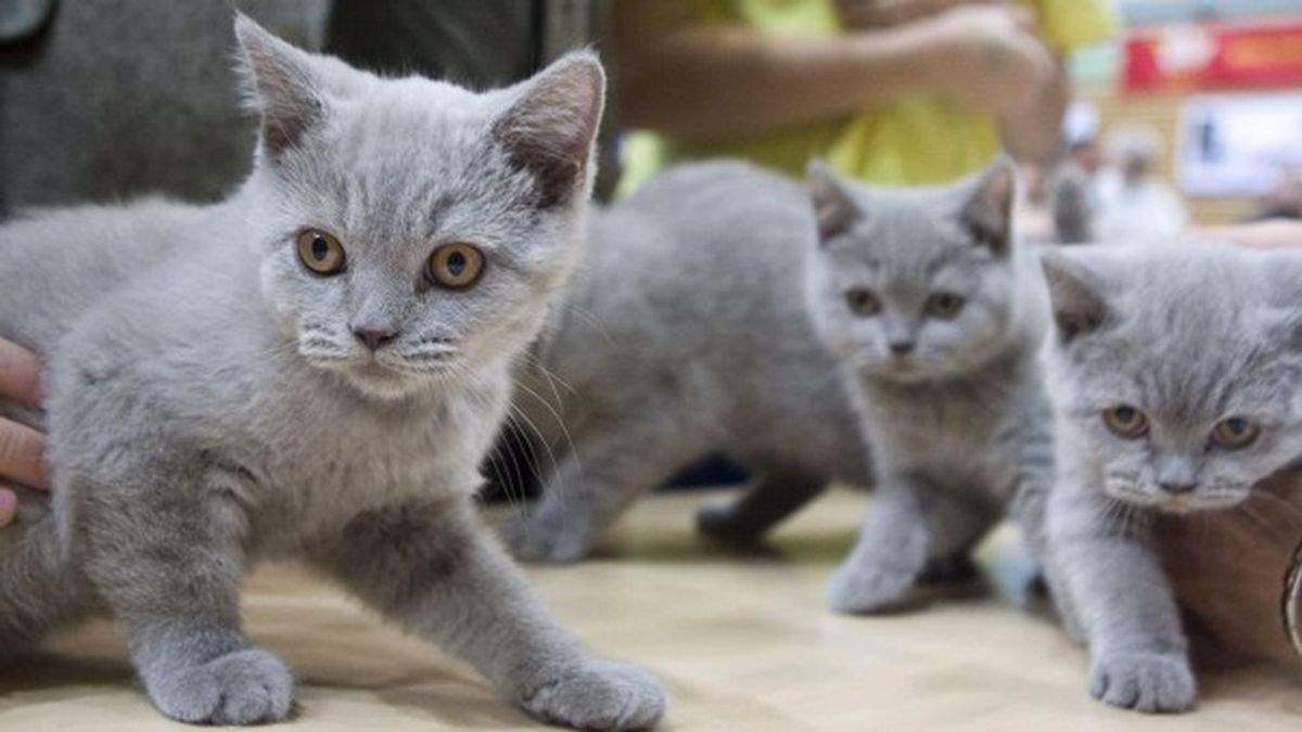 Condenados en Málaga por la muerte de cinco gatos de su vecina con bolitas de carne envenenada