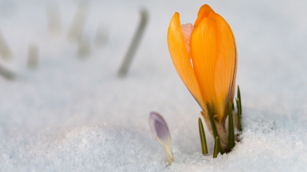 Sí, has leído bien: ¡ya estamos en primavera (meteorológica)!