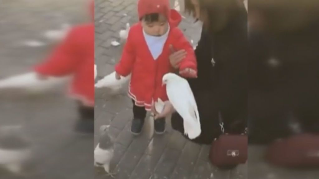 La sorprendente reacción de una niña con una paloma