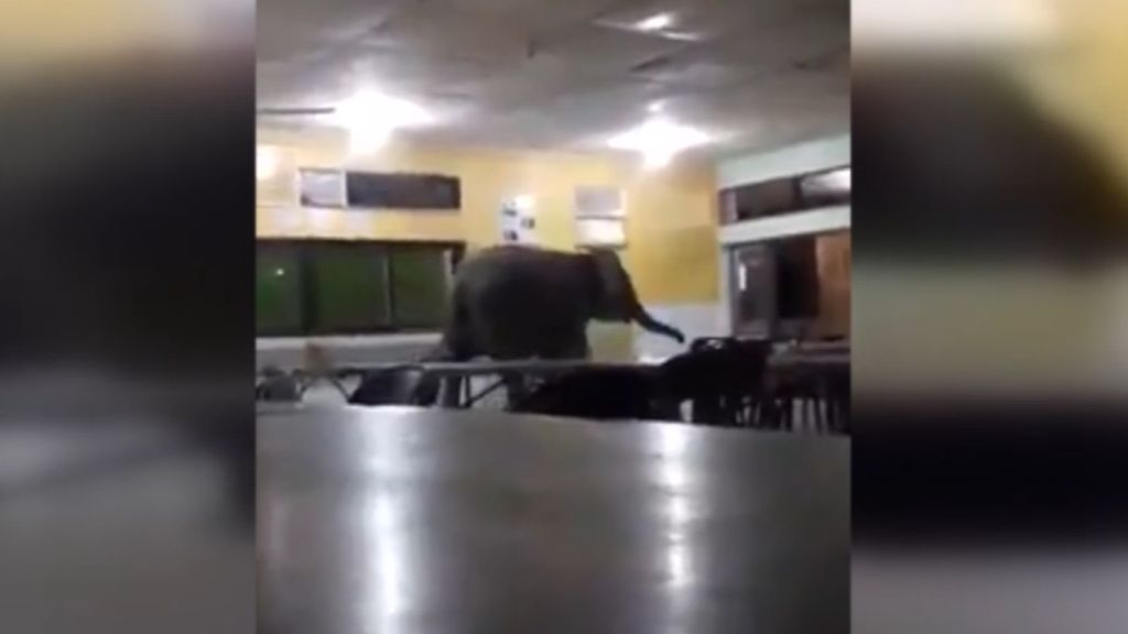 Pánico en Malasia: un elefante irrumpe en un colegio