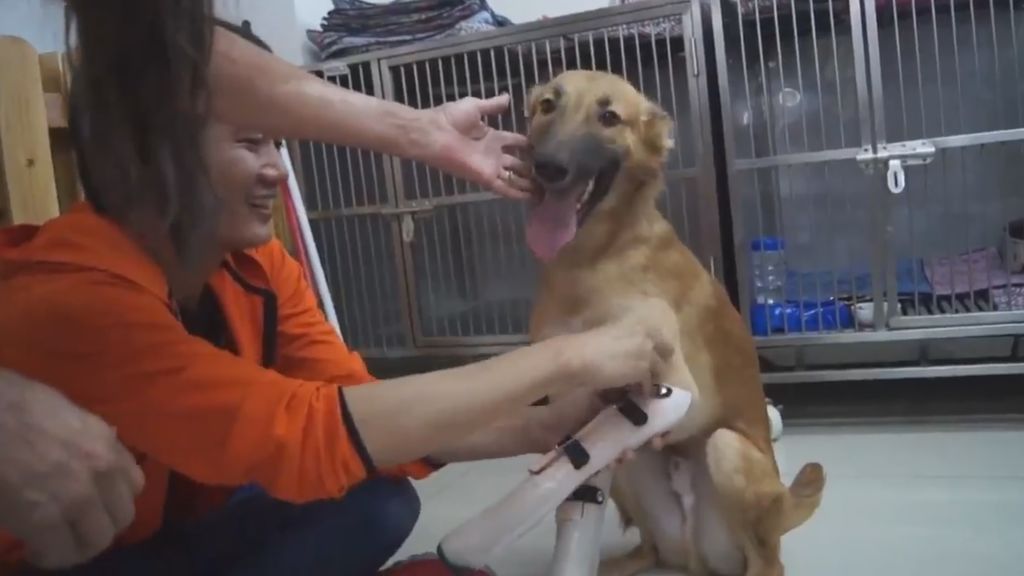 La tremenda alegría que desborda un perro al recibir las prótesis de sus dos patas