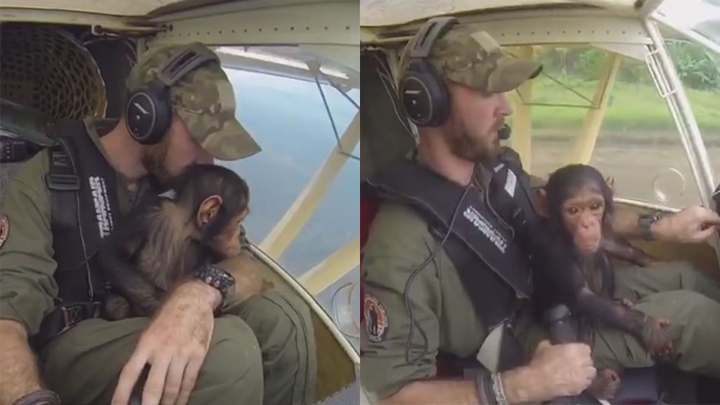 El tierno rescate de una cría de chimpancé huérfana