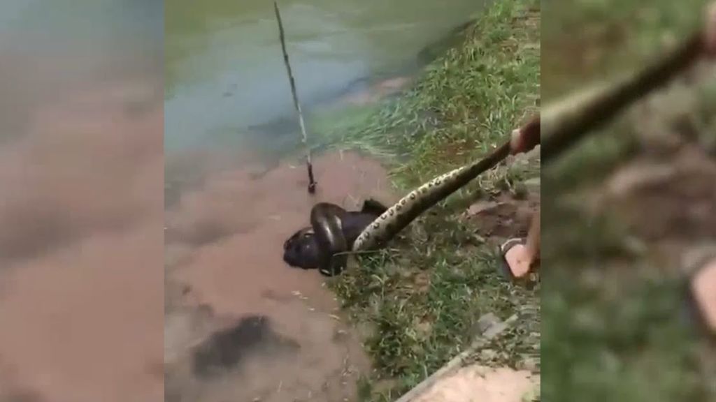 Salvan 'in extremis' a un perro de morir estrangulado por una anaconda