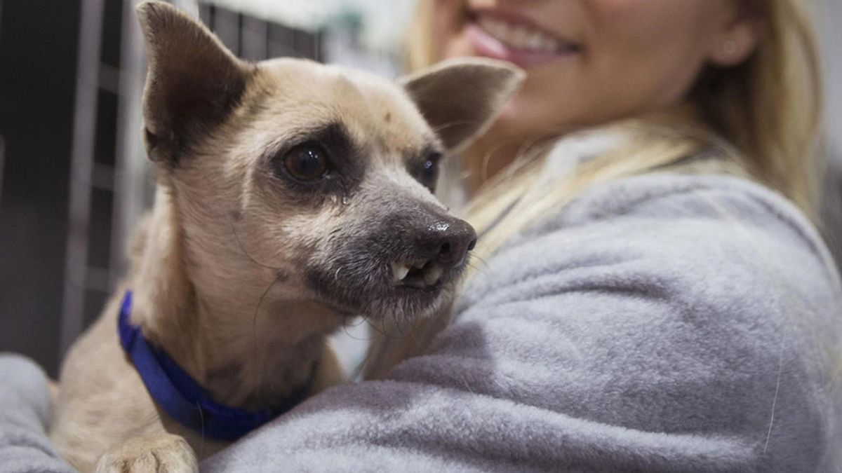 Reconstruyen la boca a un perro abandonado que no podía comer por un posible traumatismo