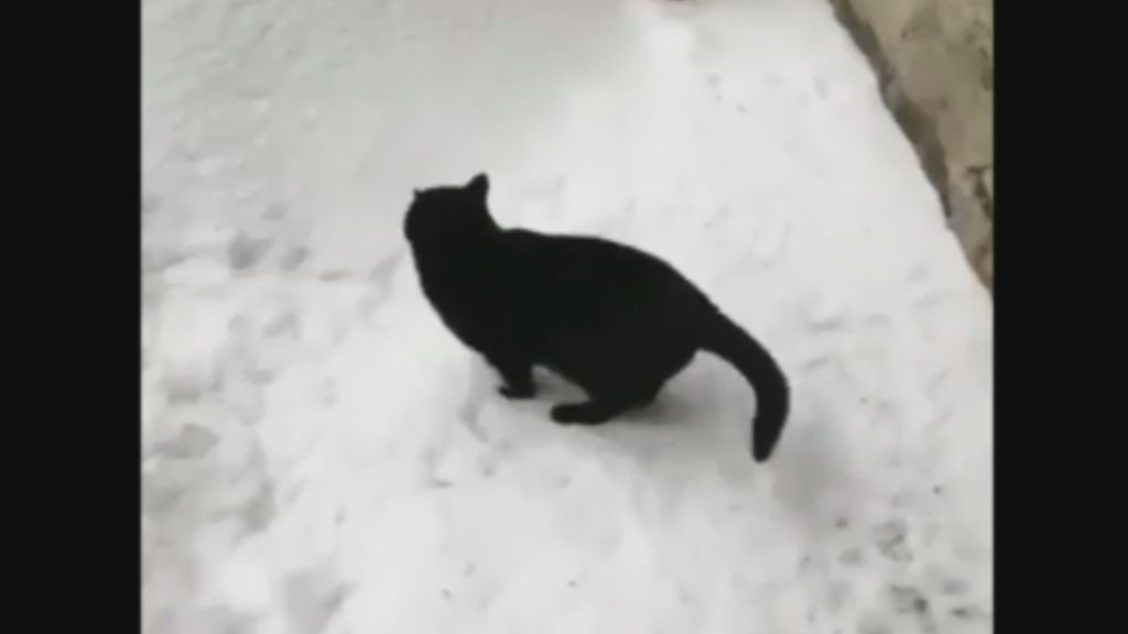 El divertido baño de nieve con el que disfruta este gato