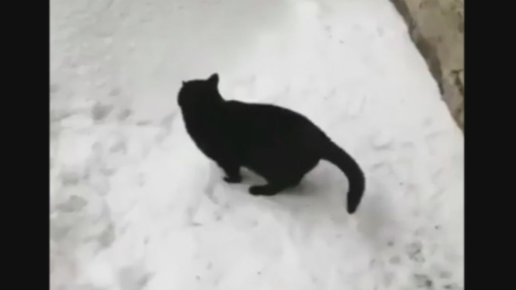 El divertido baño de nieve con el que disfruta este gato