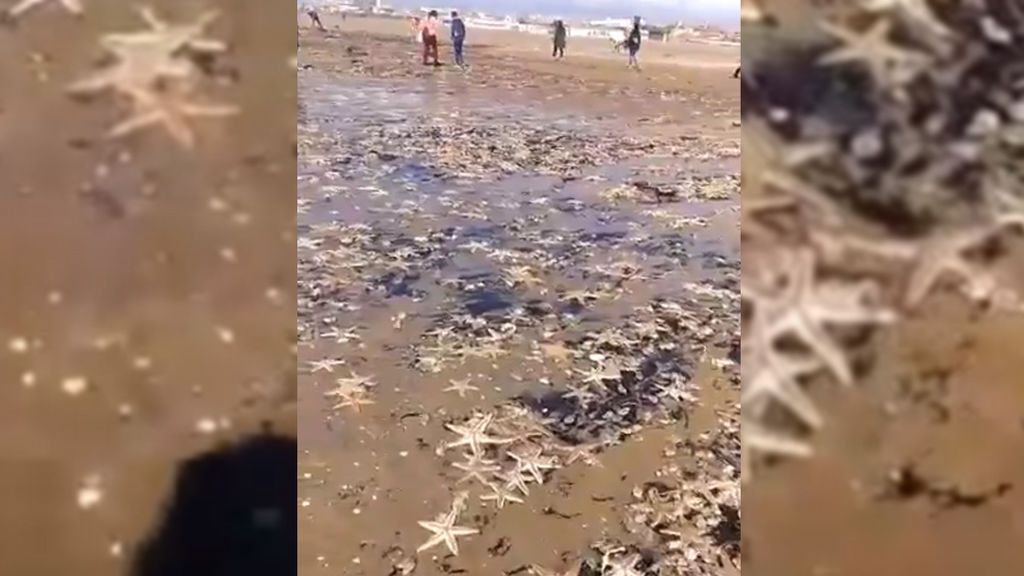 Otra consecuencia de Emma: miles de estrellas de mar, arrastradas fuera del agua en Huelva Otra consecuencia de Emma: miles de estrellas de mar, arrastradas fuera del agua en Huelva