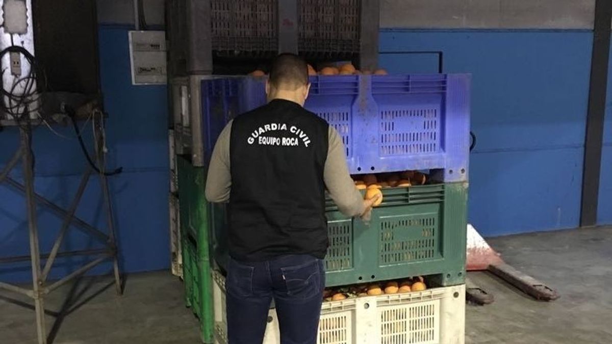La Guardia Civil recupera nueve toneladas de naranjas robadas en Sevilla
