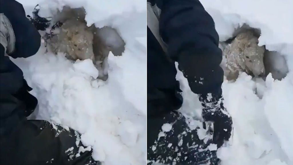 Rescatan 'in extremis' a una oveja completamente sepultada por la nieve