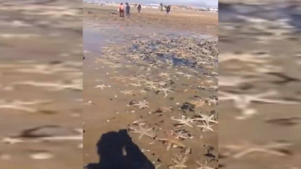 Cientos de estrellas de mar aparecen en una playa de Huelva por culpa del temporal